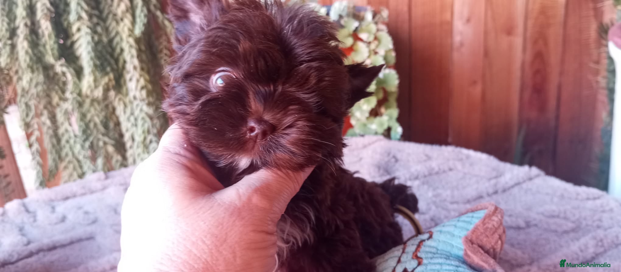 Biewer Yorkshire Terrier a la Pom Pon perros Cachorros Yorkshire color exóticos miniatura - Anuncio 9