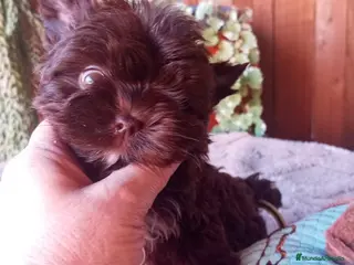 Biewer Yorkshire Terrier a la Pom Pon perros Cachorros Yorkshire color exóticos miniatura - Anuncio 9