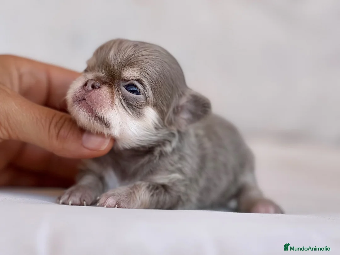 Chihuahua perros en venta: EXClUSIVA HEMBRITA TRICOLOR LILAC DE PELO LARGO - Anuncio 2