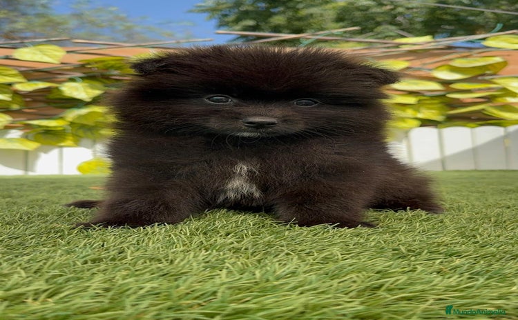 Pomerania perros - Propaganda 2