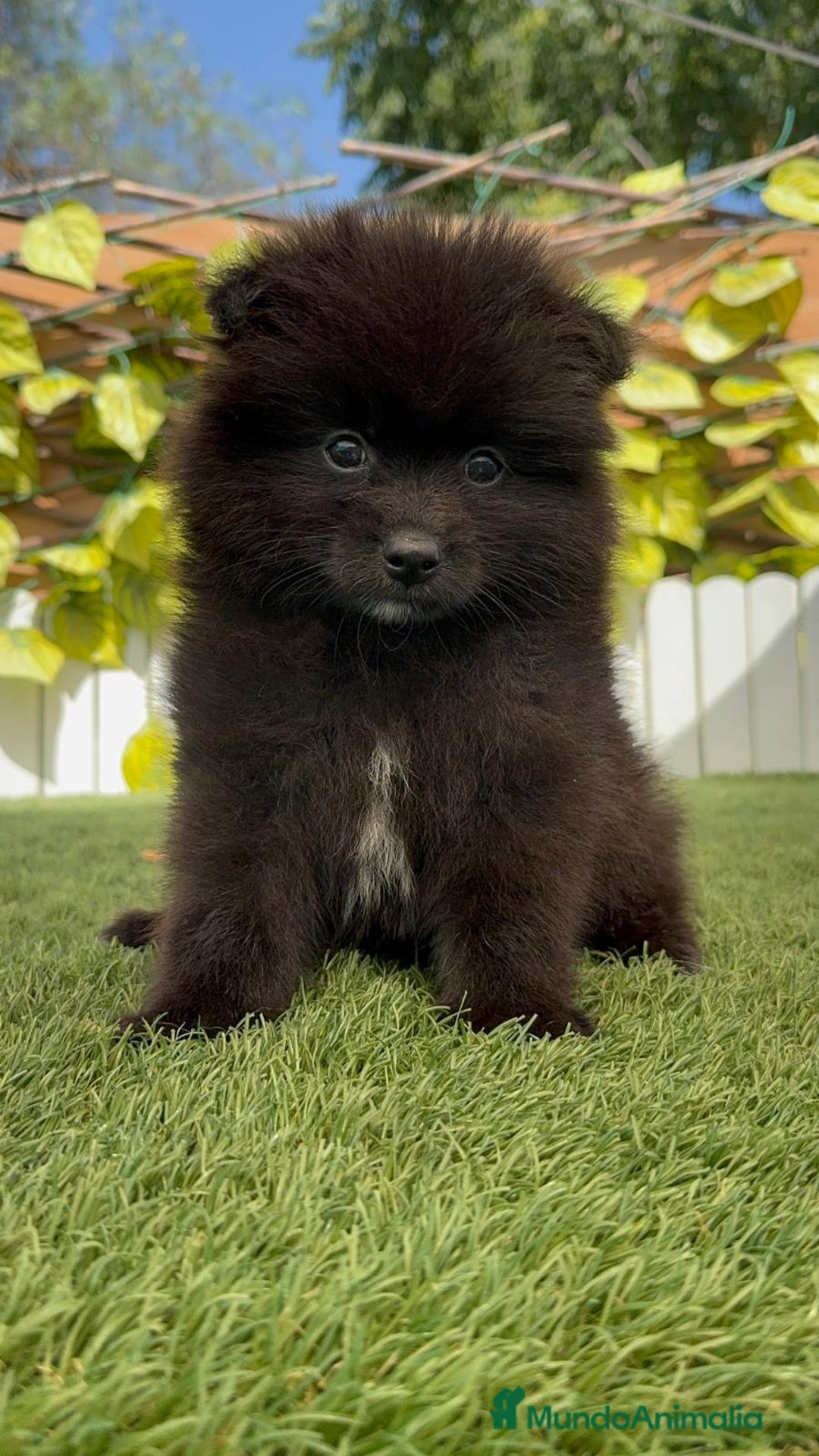 Pomerania perros en venta: POMERANIA MACHO - Imagen 1