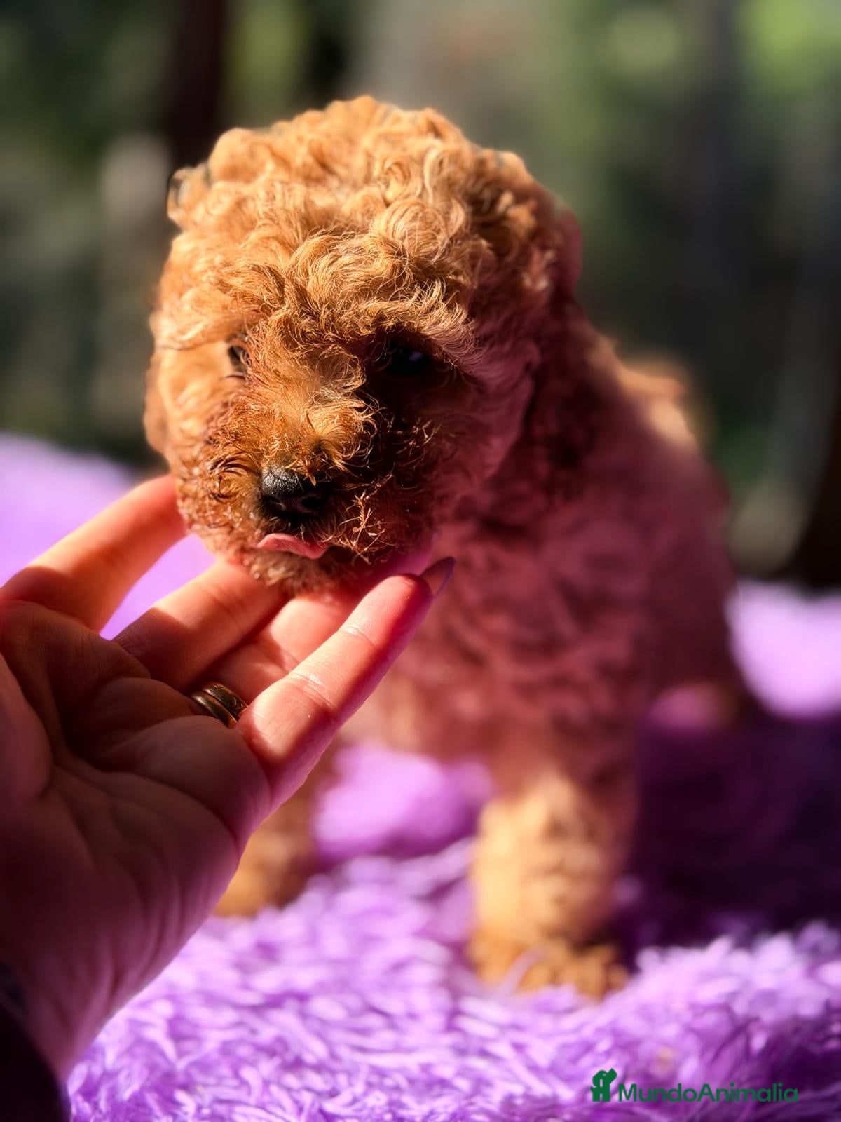 Caniche Toy perros CANICHE TOY APRICOT ESPECTACULAR - Anuncio 2