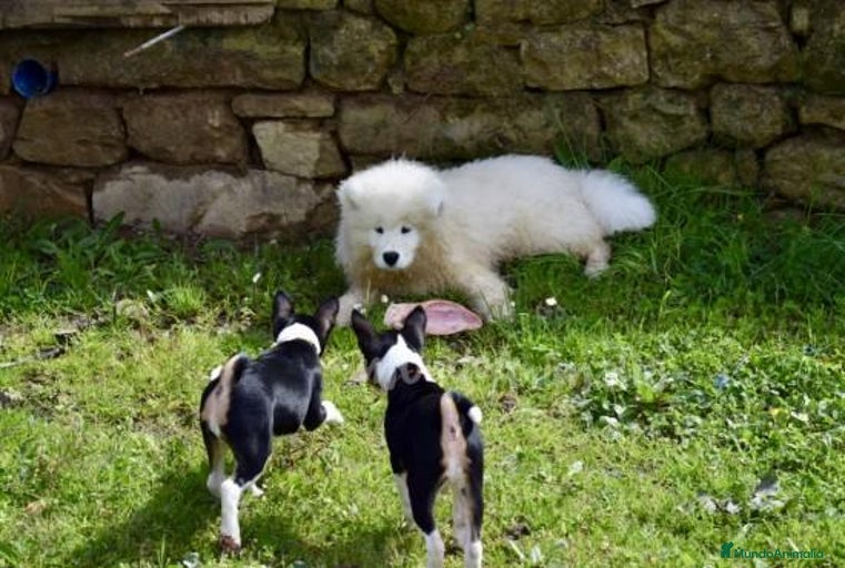 Imagen de galería {{count}}