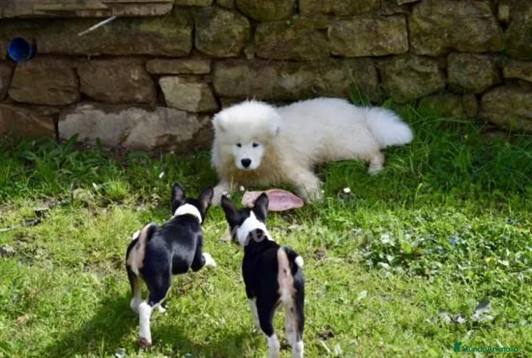 Imagen de galería {{count}}