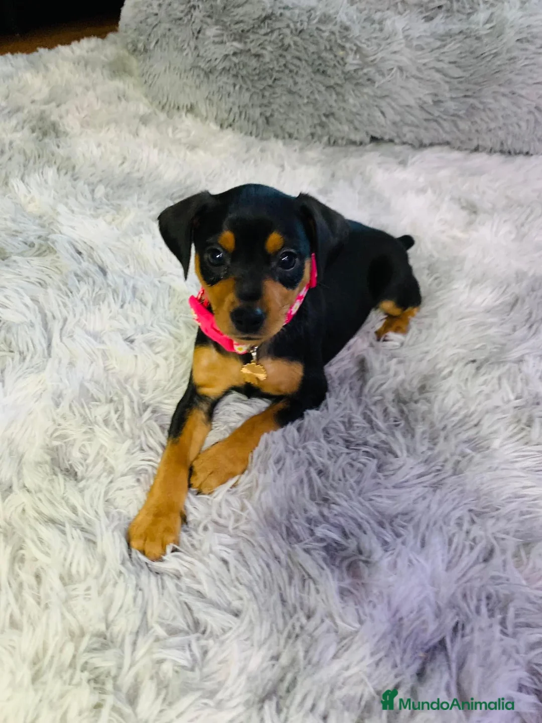 Pinscher Miniatura perros en venta: Pinscher mini socializados !!!  en Ciudad Real - Anuncio 4
