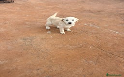 Labrador Retriever perros en venta: Labrador retriever último macho  - Anuncio 9