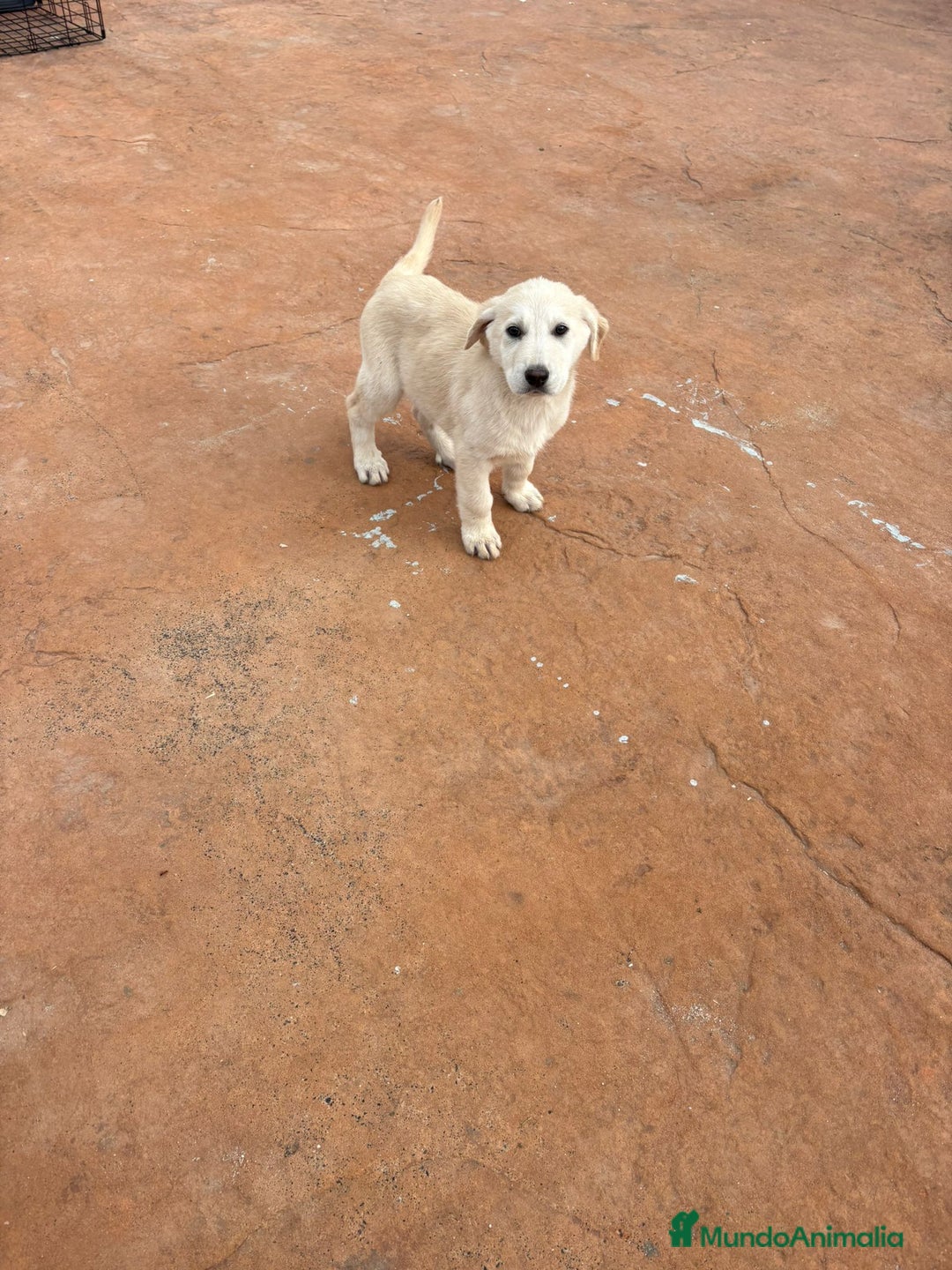 Labrador Retriever perros en venta: Labrador retriever último macho  - Anuncio 9