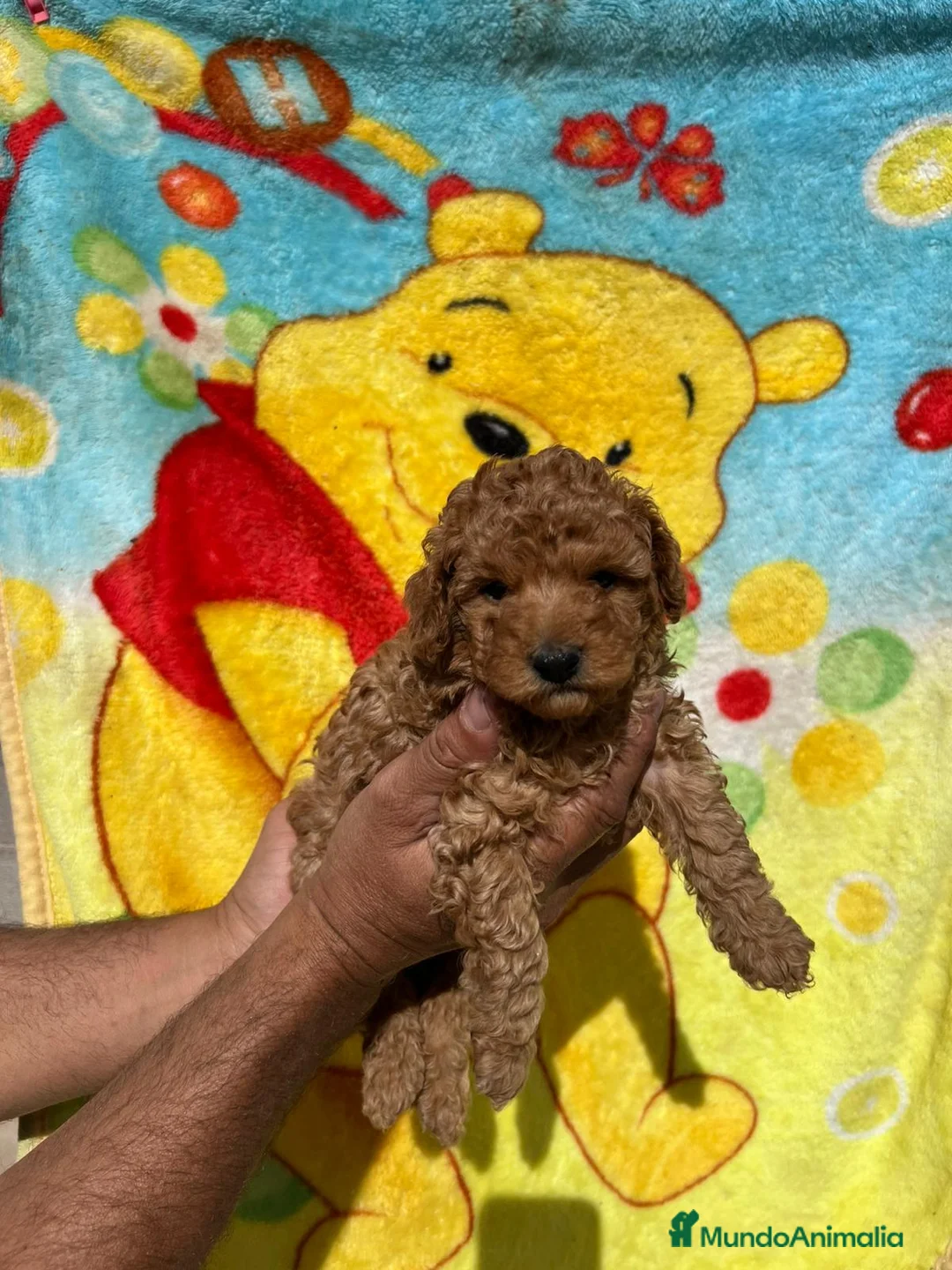 Caniche Toy perros en venta: Caniche toy  - Anuncio 1