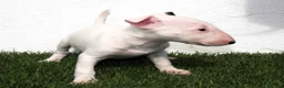 Bull Terrier perros en venta: Bull Terrier  - Anuncio 3