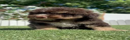 Perro de Agua Español perros en venta: PERRO DE AGUA ESPAÑOL - Anuncio 9