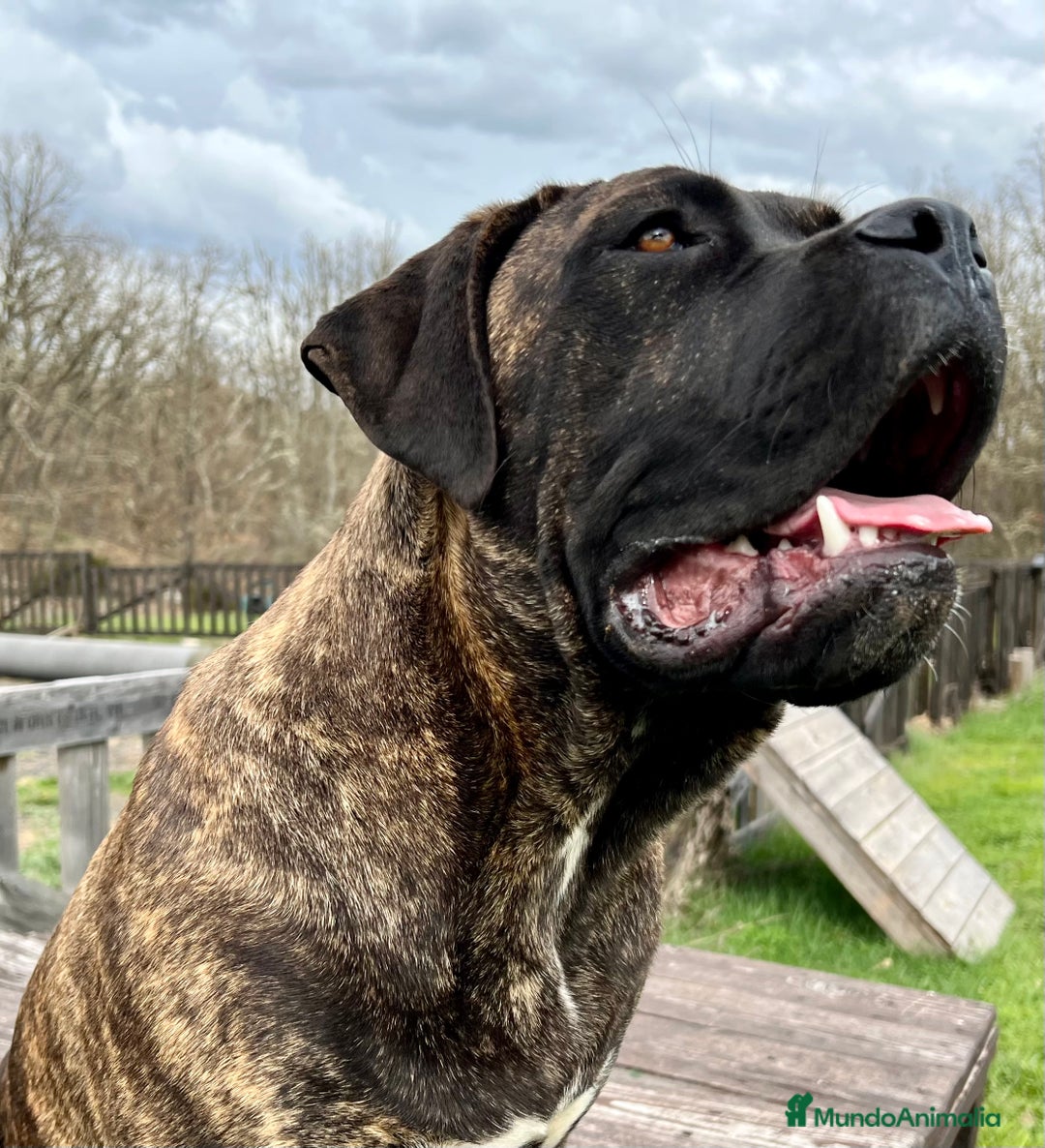 Cane Corso perros en adopcion: Hembra Cane corso  - Imagen 6