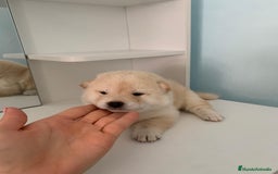 Shiba Inu perros en venta: Cachorros de calidad  - Imagen 3