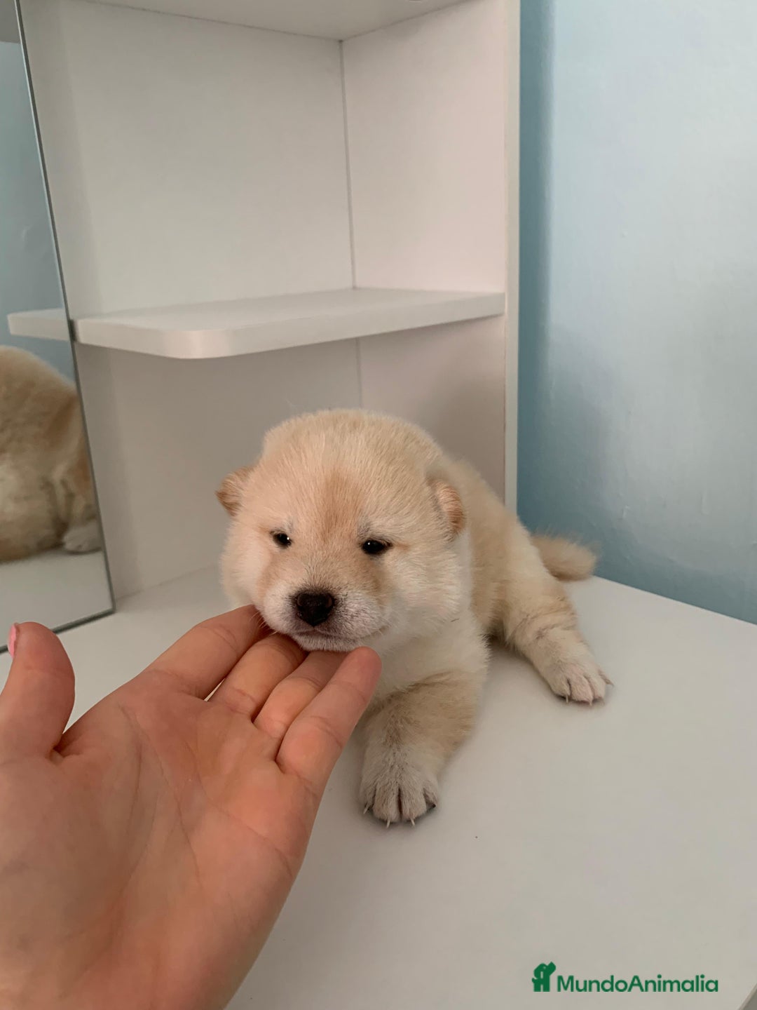 Shiba Inu perros en venta: Cachorros de calidad  - Imagen 3