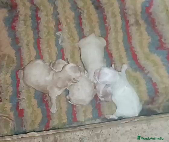 Maltipoo perros MALTIPOOS  - Anuncio 1