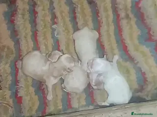 Maltipoo perros MALTIPOOS - Anuncio 1