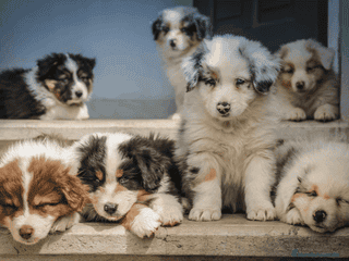 Border Collie perros BORDER COLLIE MERLE Y BLACK 631 67 03 85 en Sevilla - Anuncio 3