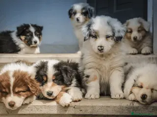 Border Collie perros BORDER COLLIE MERLE Y BLACK 631 67 03 85 en Sevilla - Anuncio 22