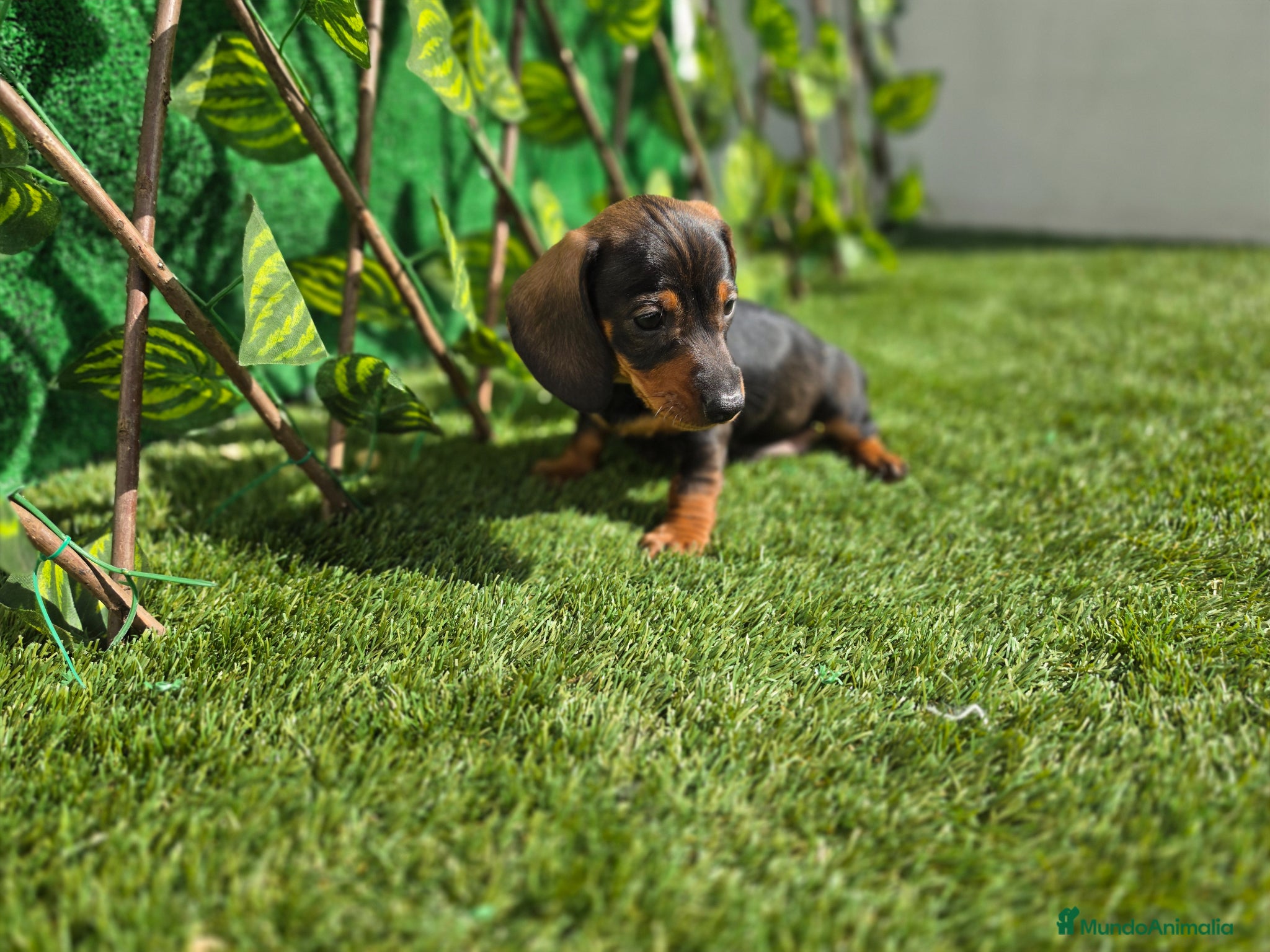 Teckel Miniatura perros TECKEL MINI - Anuncio 1