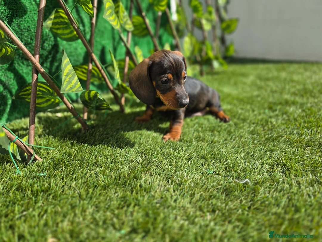 Teckel Miniatura perros en venta: TECKEL MINI - Anuncio 1