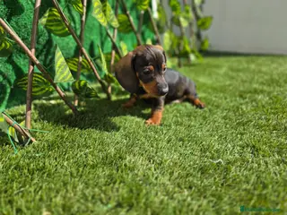 Teckel Miniatura perros TECKEL MINI - Anuncio 1