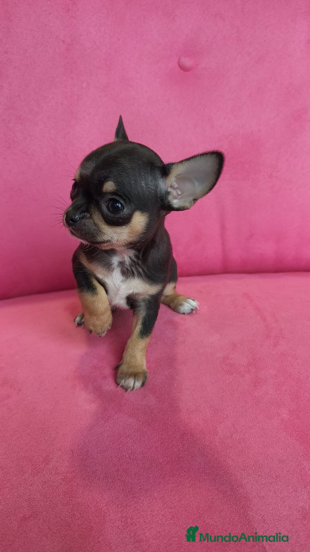 Chihuahua perros en venta: Chihuahuas Toy  - Anuncio 8