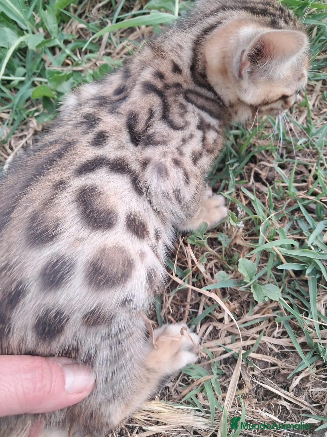 Bengalí gatos en venta: Gatito bengali en Barcelona - Anuncio 3