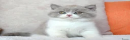Británico de Pelo Corto gatos en venta: British Shorthair / Longhair  - Anuncio 6