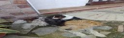 Fox Terrier de Pelo Duro perros en venta: Fox terrier de pelo duro - Anuncio 4