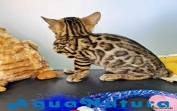 Bengalí gatos en venta: Bengali Hembra 4607 AQUANATURA - Imagen 1