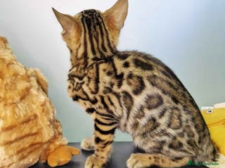 Bengalí gatos Bengali Hembra 4607 AQUANATURA - Anuncio 19