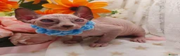 Sphynx gatos en venta: Sphynx  - Anuncio 6