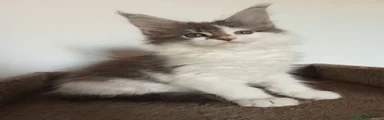 Maine Coon 2
