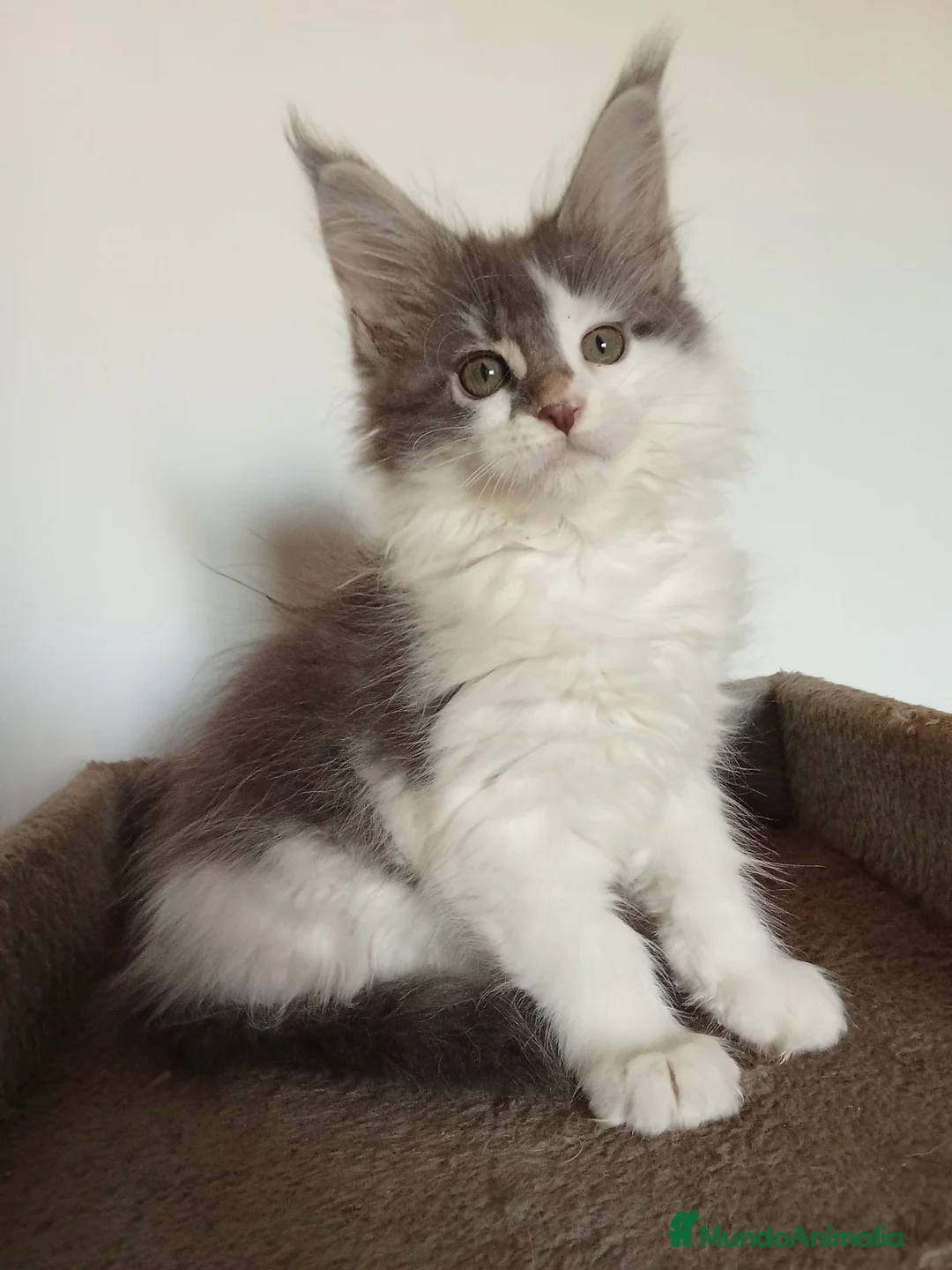 Maine Coon gatos en venta: Maine coon - Anuncio 2