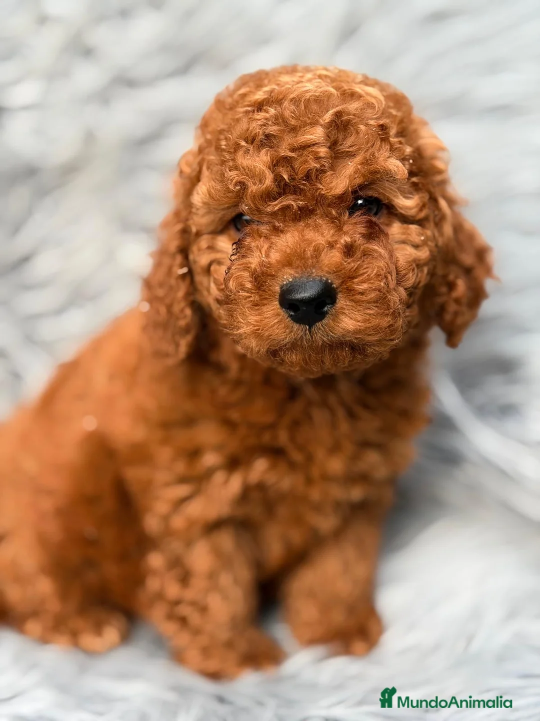 Caniche Enano perros en venta: CAMADA CANICHE ENANO ROJO INTENSO - Anuncio 2
