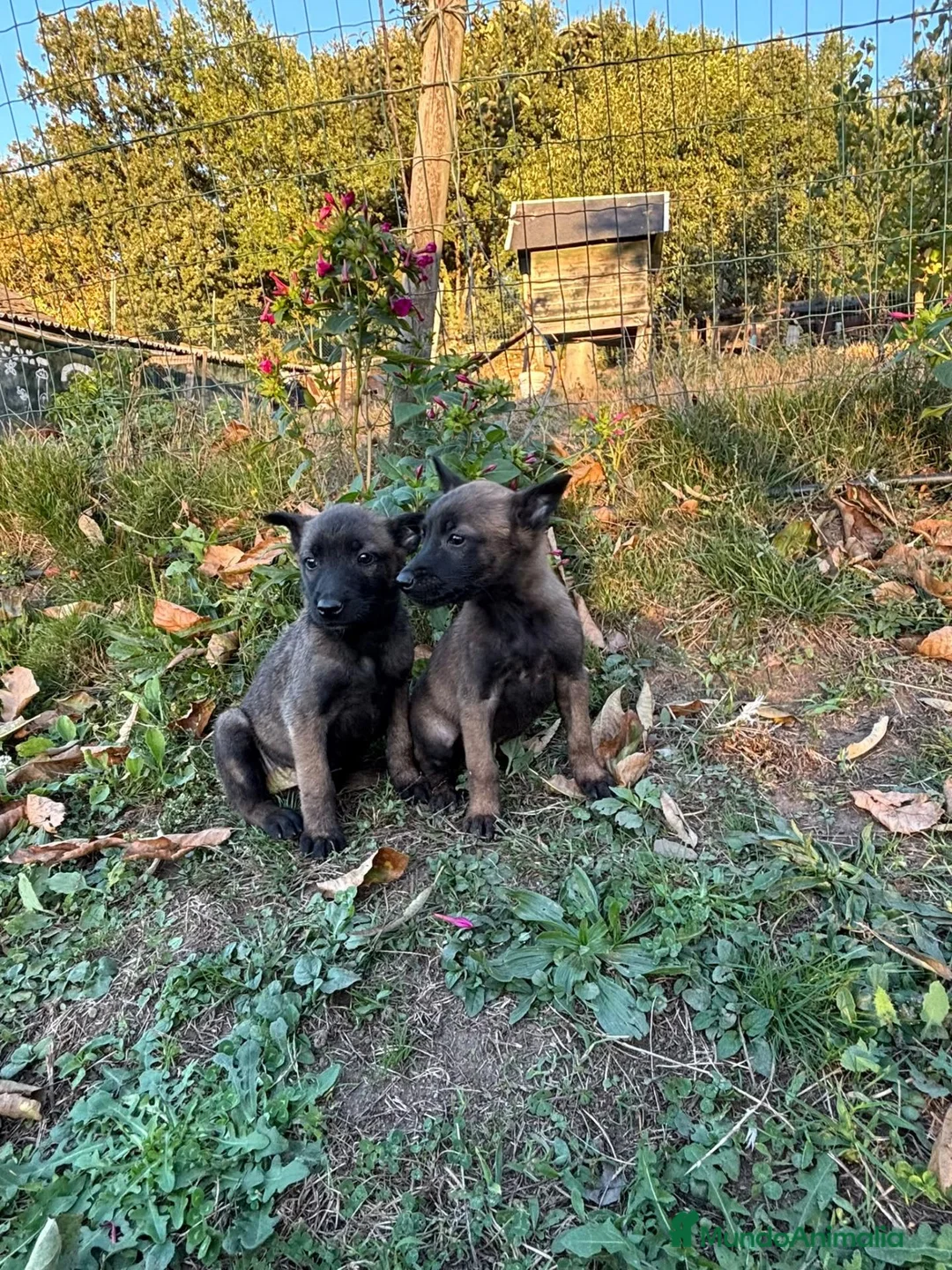 Pastor Belga Malinois perros en venta: Pastor Belga Malinois - Anuncio 3