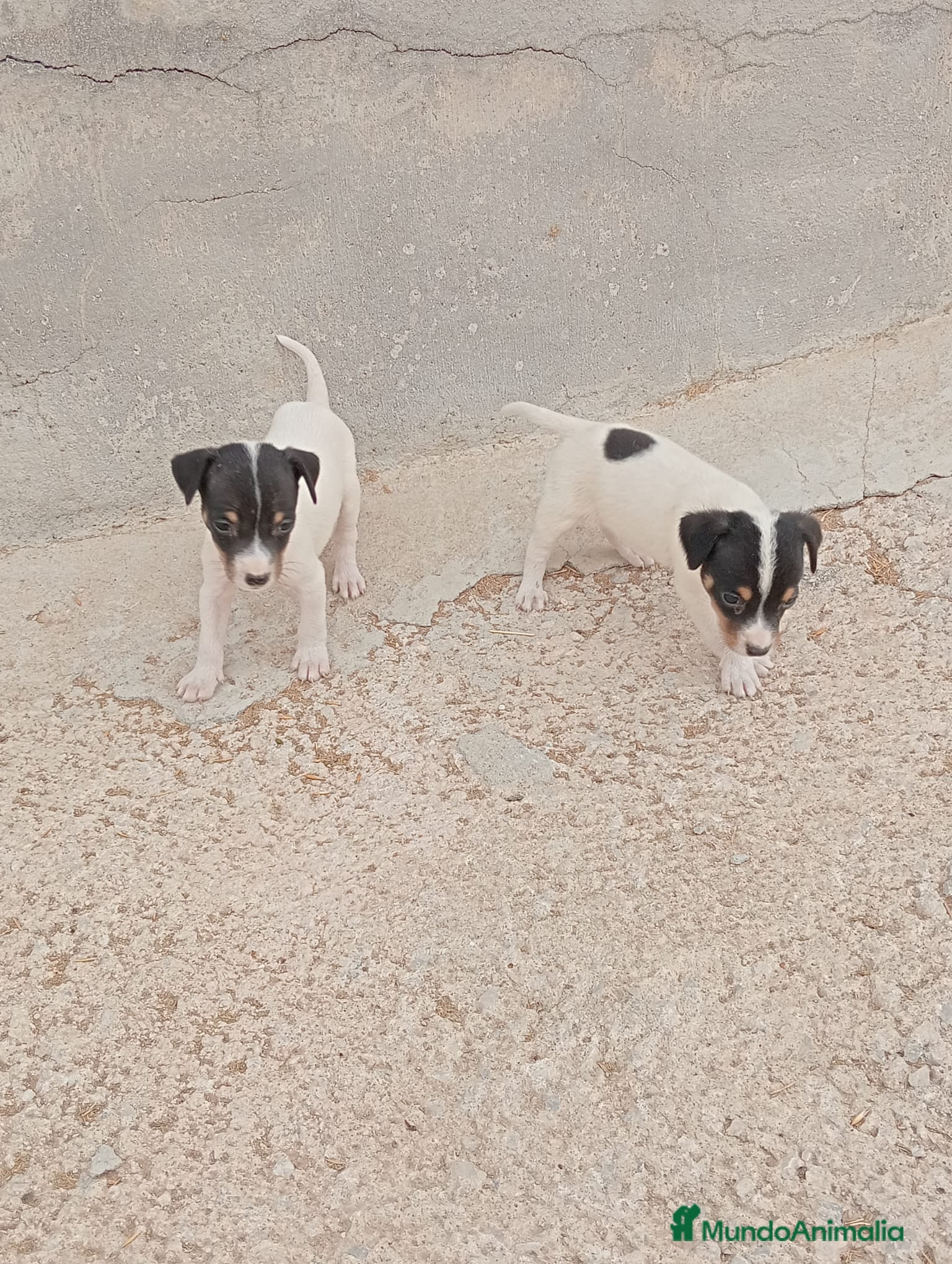 Ratonero Bodeguero Andaluz perros Bodeguero  - Anuncio 2