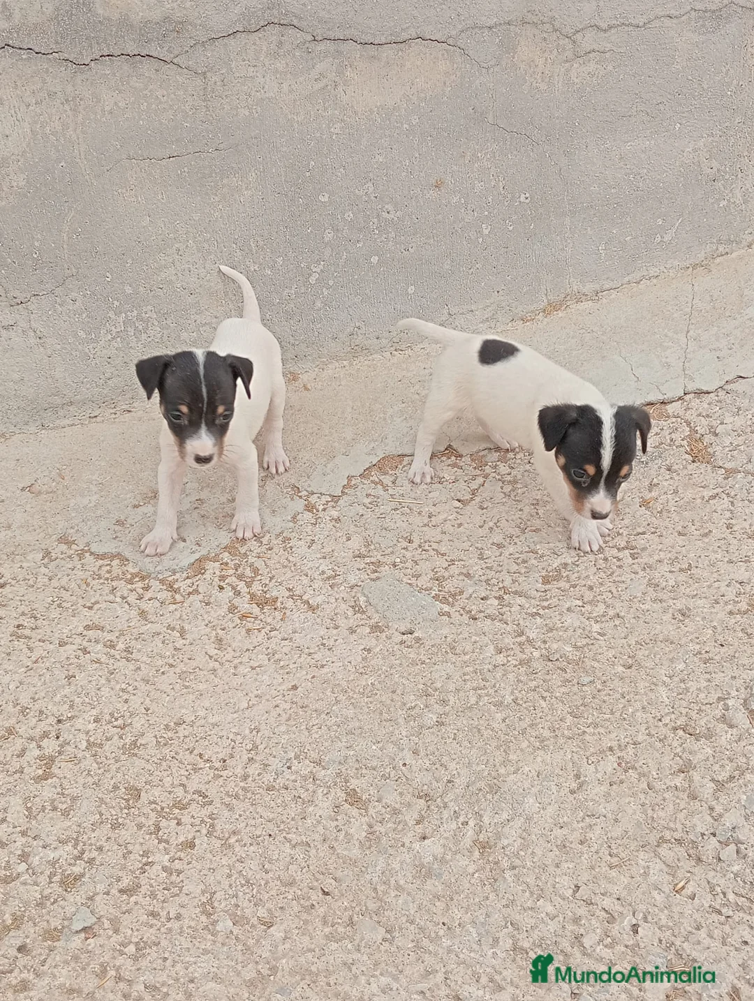 Ratonero Bodeguero Andaluz perros en venta: Bodeguero  - Anuncio 1