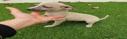 Pequeño Lebrel Italiano perros en venta: Galgo Italiano machito  - Anuncio 1