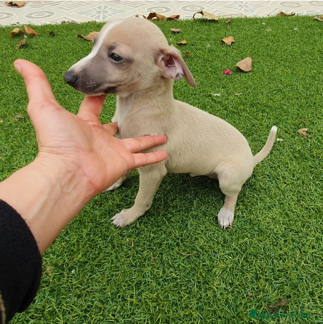 Pequeño Lebrel Italiano perros en venta: Galgo Italiano machito  - Anuncio 1