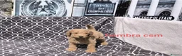 Caniche Gigante perros en venta: Caniches gigantes  - Anuncio 5