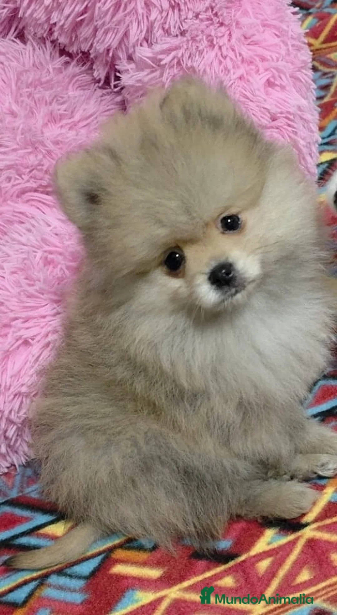 Pomerania perros en venta: POMERANIA - 550€  en Cáceres - Anuncio 1