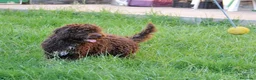 Perro de Agua Español perros en venta: CAMADA DE PERRO DE AGUA  - Anuncio 6