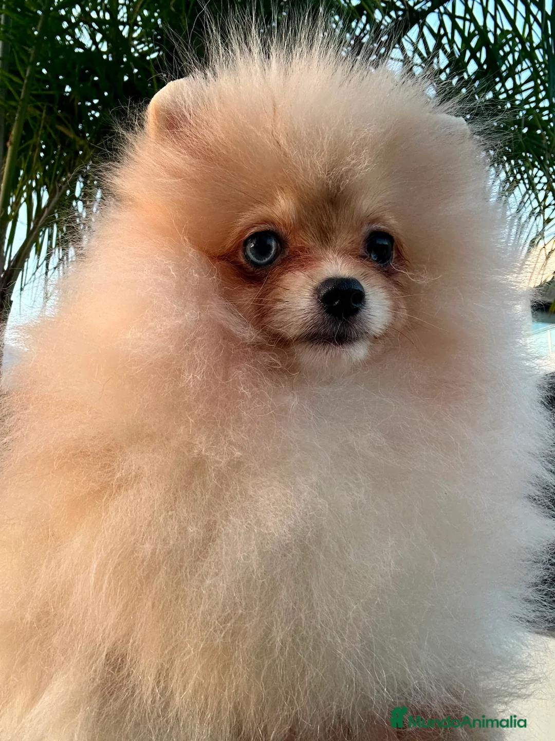 Pomerania perros en venta: Pomerania Toy hembra  - Anuncio 2