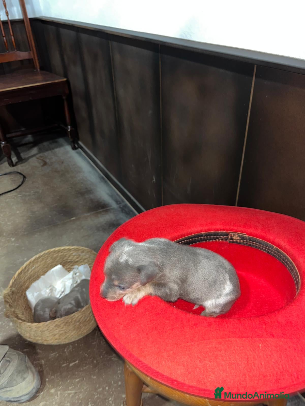 Pinscher Miniatura perros Mini Pinscher miniatura color blue isabela - Anuncio 1