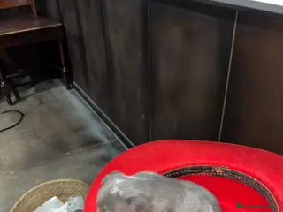 Pinscher Miniatura perros Mini Pinscher miniatura color blue isabela - Anuncio 1