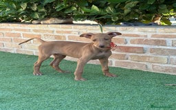 Podenco Canario perros en venta: Cachorro podenco canario  - Imagen 6