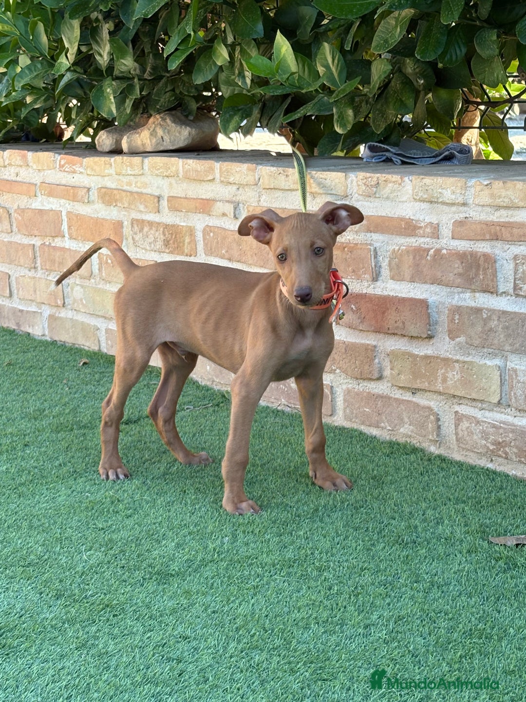 Podenco Canario perros en venta: Cachorro podenco canario  - Imagen 6