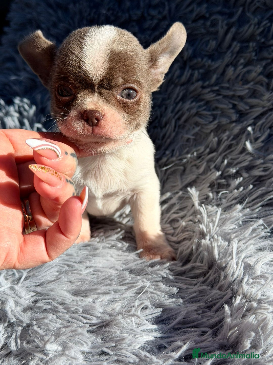 Chihuahua perros en venta: Chihuahua blanco y blue - Anuncio 3