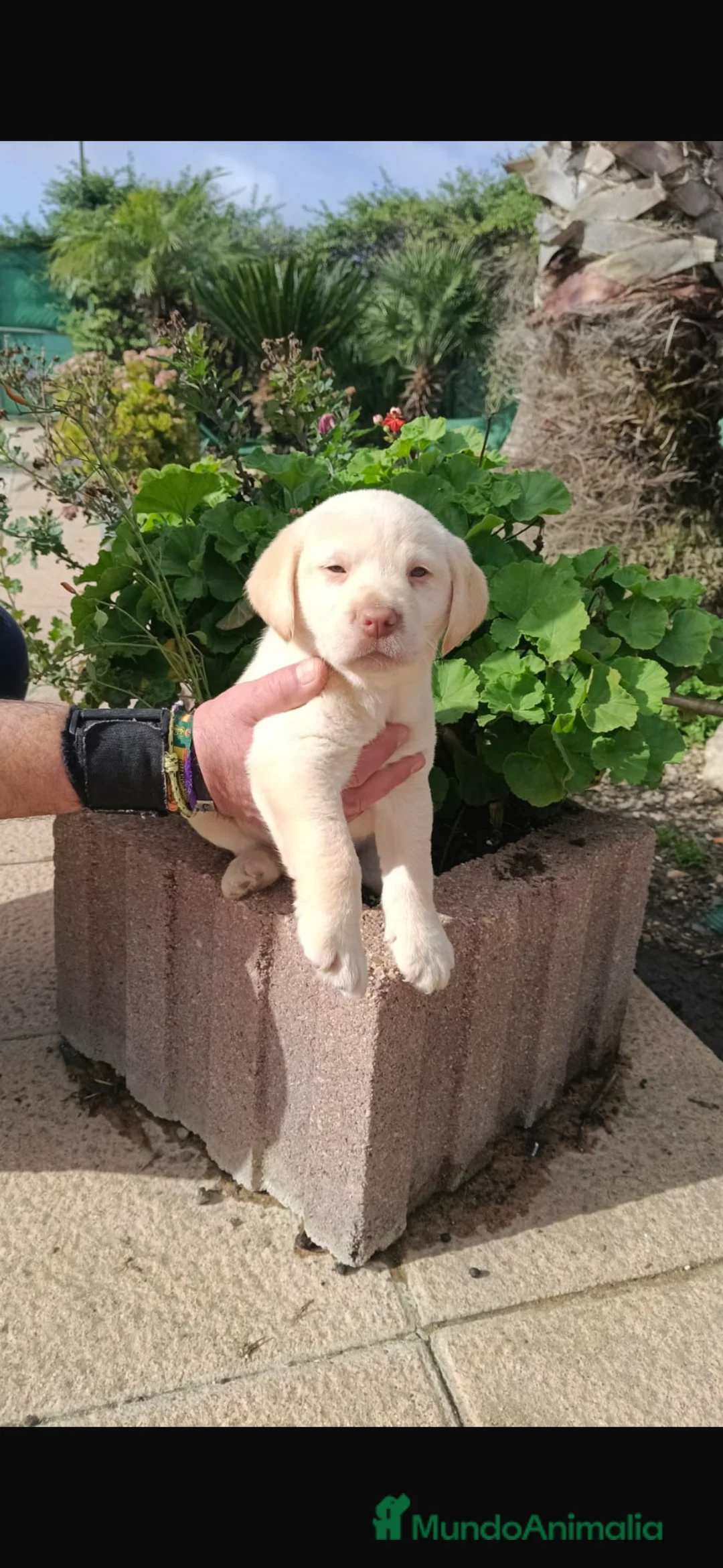 Labrador Retriever perros en venta: Últimos labradores disponibles  - Anuncio 5