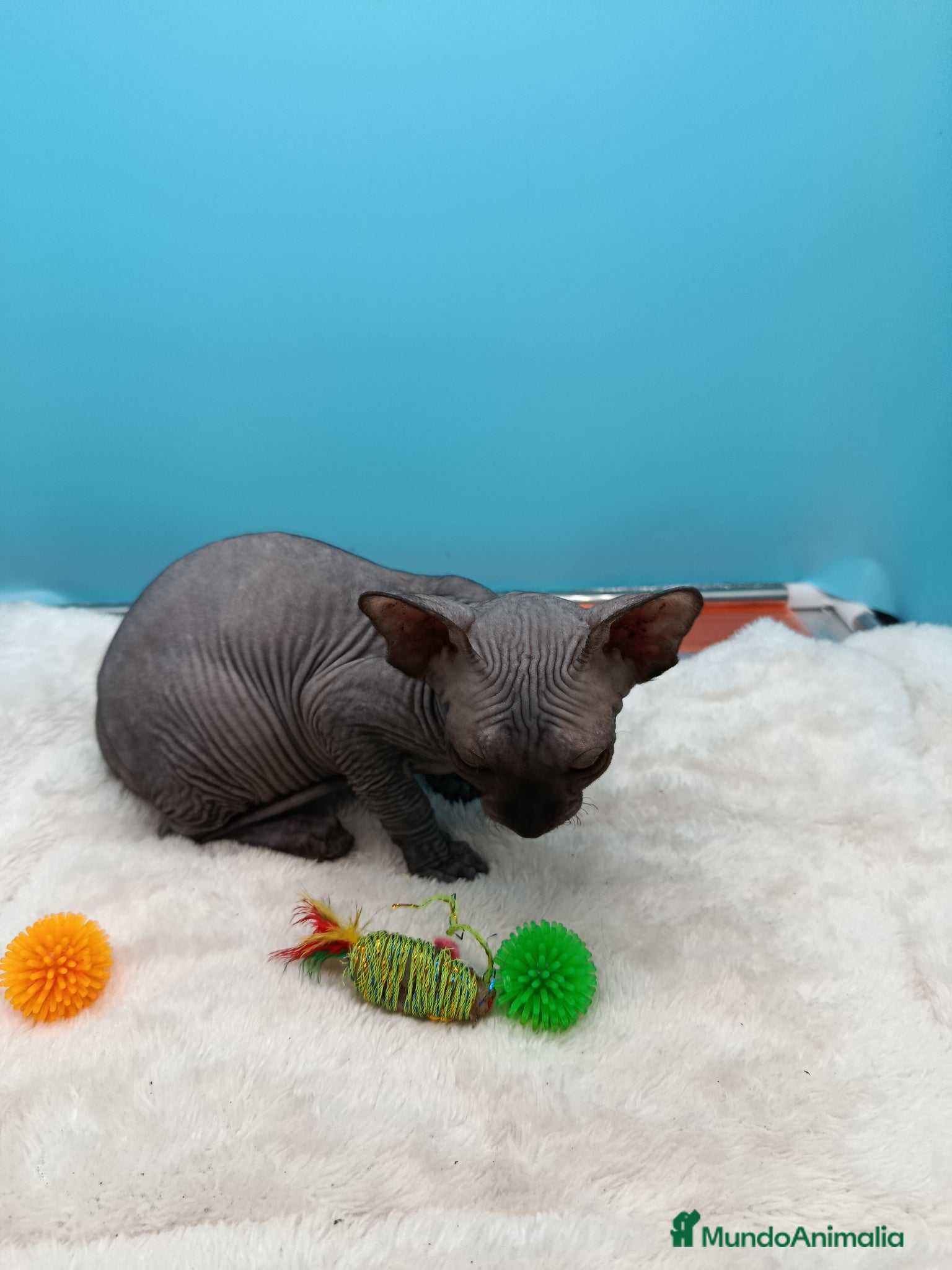 Sphynx gatos en venta: Preciosa gatitos egipcios  - Anuncio 10